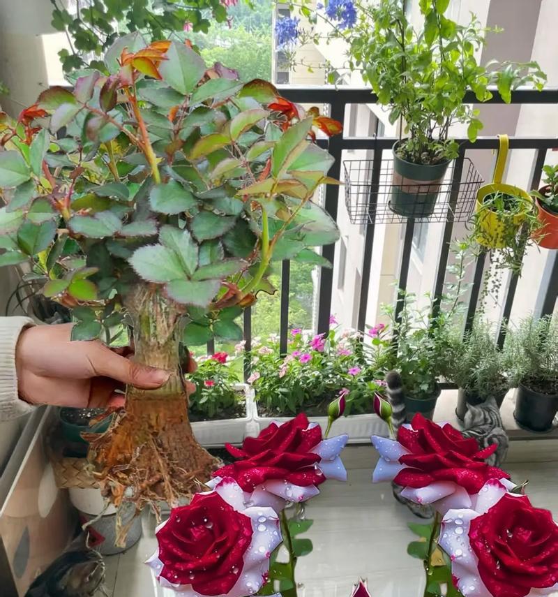 室内适合种植哪些8090公分的绿植？它们的养护要点是什么？