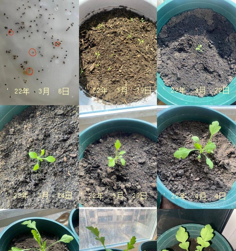 虞美人种子种植需要注意什么？如何提高发芽率？