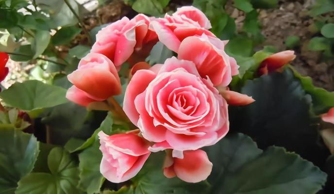 球根类花卉有哪些种类？它们各自的特性是什么？