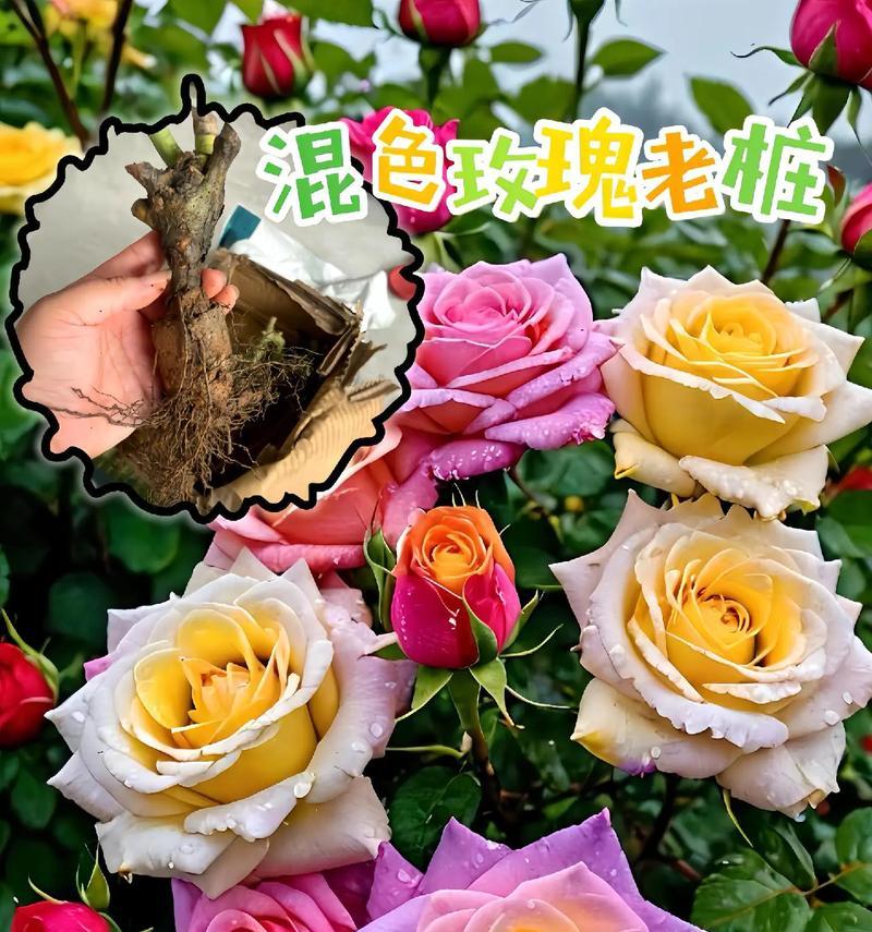 玫瑰花的养殖技巧有哪些？怎样才能开出更多花朵？