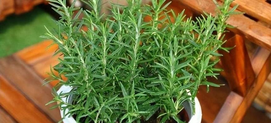 迷迭香种子种植的步骤是什么？如何提高发芽率？