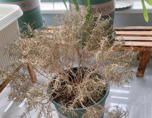 迷迭香种子种植的步骤是什么？如何提高发芽率？