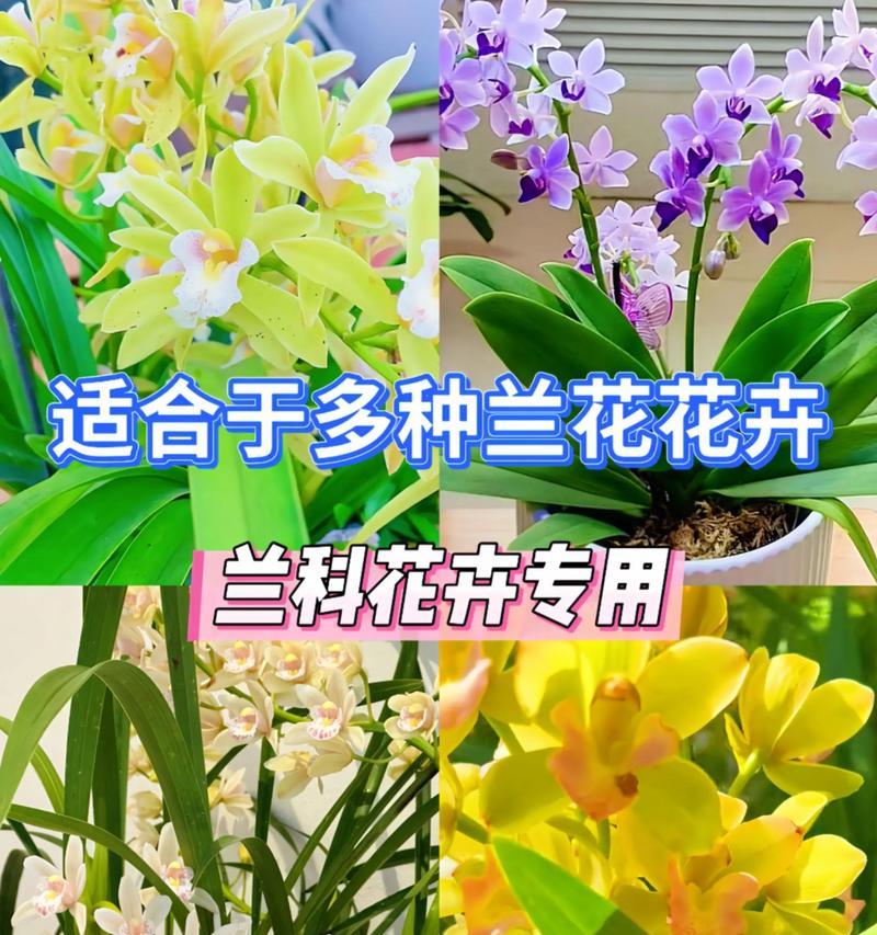 墨兰施肥应该用什么肥料？如何正确施肥？