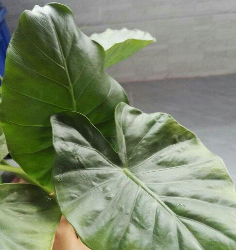 绿宝石喜林芋的养殖要点是什么？如何保持其鲜艳的绿色？
