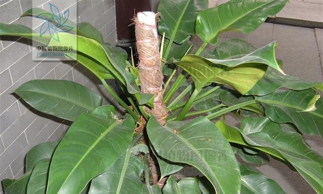 绿宝石喜林芋的养殖要点是什么？如何保持其鲜艳的绿色？