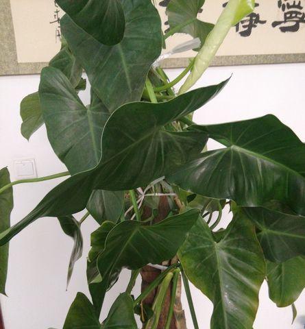 绿宝石喜林芋的养殖要点是什么？如何保持其鲜艳的绿色？