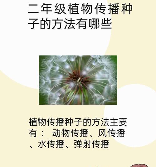 椰子树繁殖的常用方法有哪些？如何提高繁殖成功率？