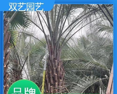 椰子树繁殖的常用方法有哪些？如何提高繁殖成功率？