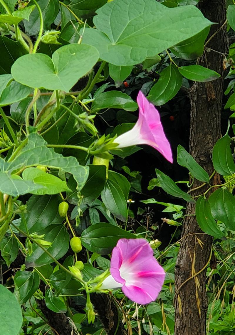 牵牛花属于哪一类植物？