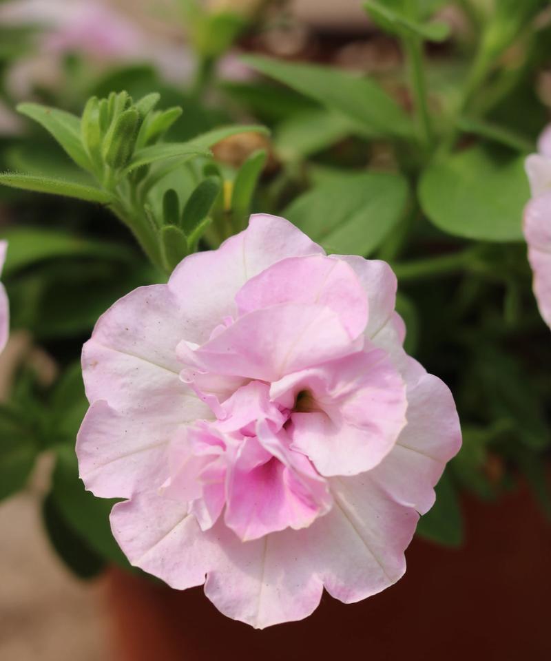 牵牛花属于哪一类植物？