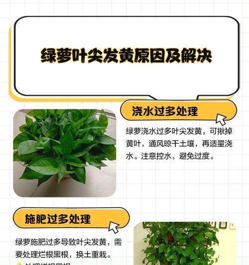 绿萝的特性是什么？它为什么被称为室内空气净化器？