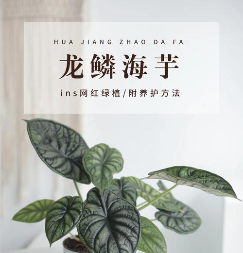 海芋的养殖技巧有哪些？如何保持海芋的健康生长？