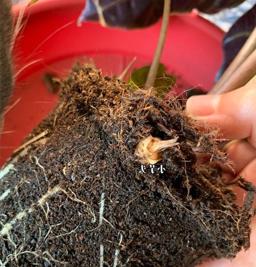 海芋的养殖技巧有哪些？如何保持海芋的健康生长？