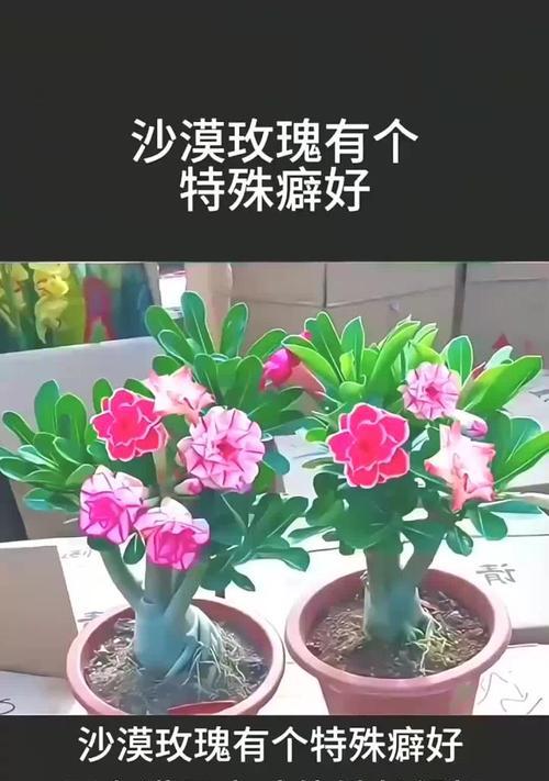 沙漠玫瑰嫁接的最佳时机是什么时候？嫁接后如何护理？