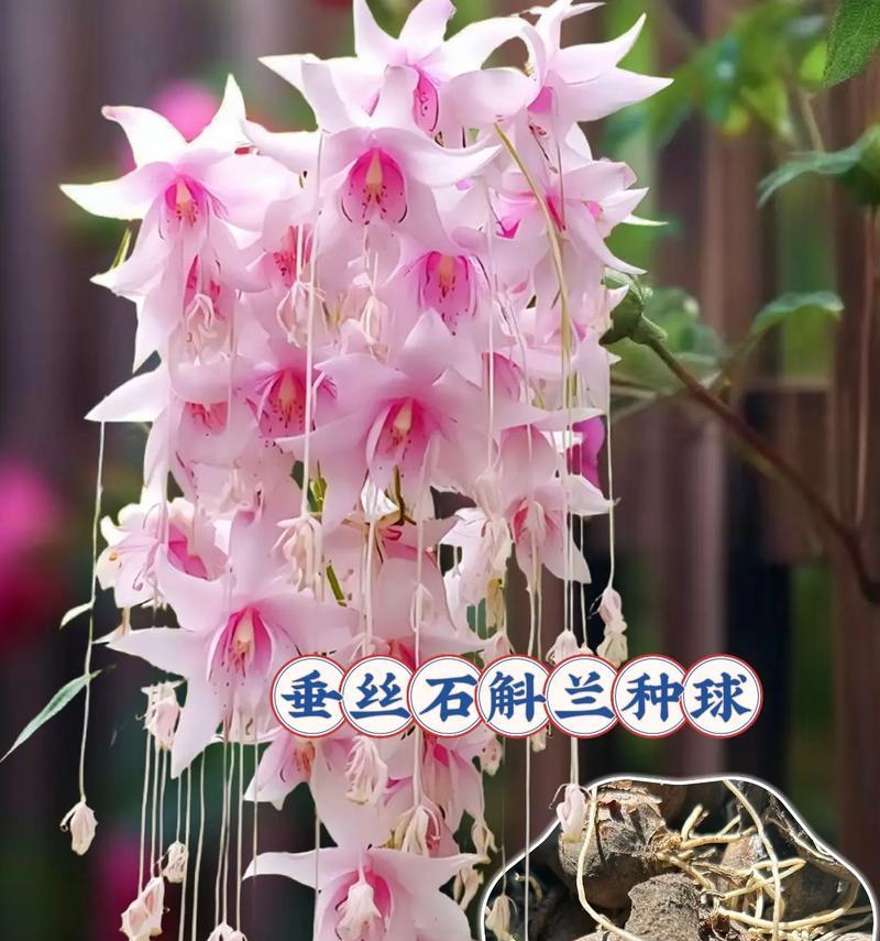 石斛兰有哪些不同品种？如何区分石斛兰的种类？