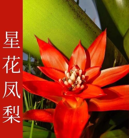 菠萝的科属分类是什么？