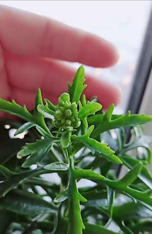 花叶枯黄的原因有哪些？如何及时发现并解决？