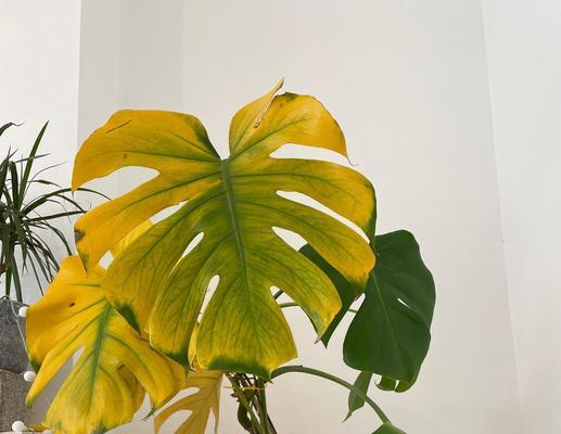 花叶枯黄的原因有哪些？如何及时发现并解决？