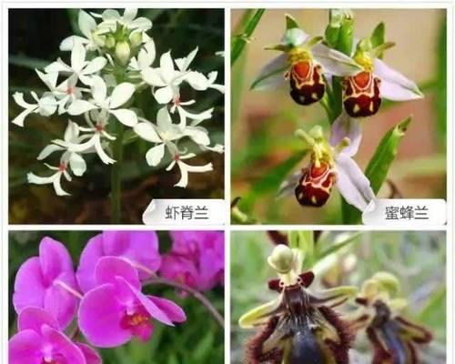 兰花品种繁多如何选择适合自己的？