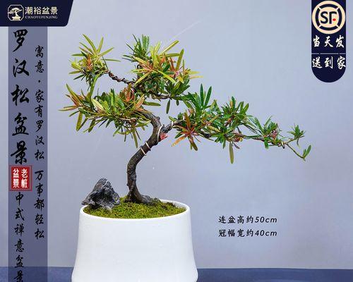 湖南罗汉松盆景供应情况如何？哪里可以购买？