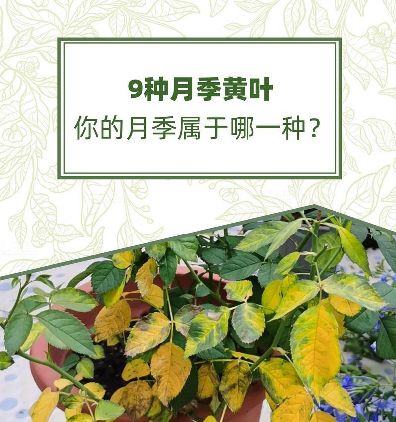 桅孑花叶子发黄的解决方法是什么？如何预防黄叶？