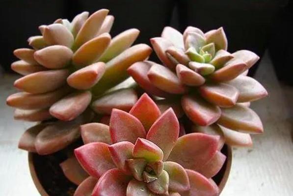 姬胧月的繁殖方法有哪些？如何提高繁殖的成功率？