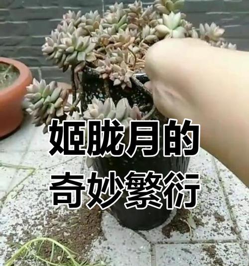 姬胧月的繁殖方法有哪些？如何提高繁殖的成功率？