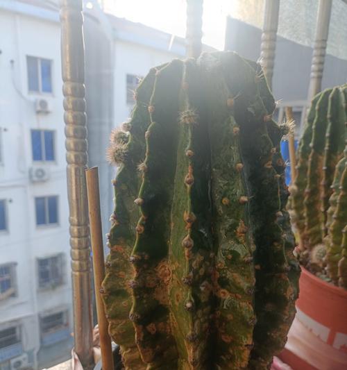 仙人球的繁殖方法有哪些？怎样提高仙人球繁殖的成功率？