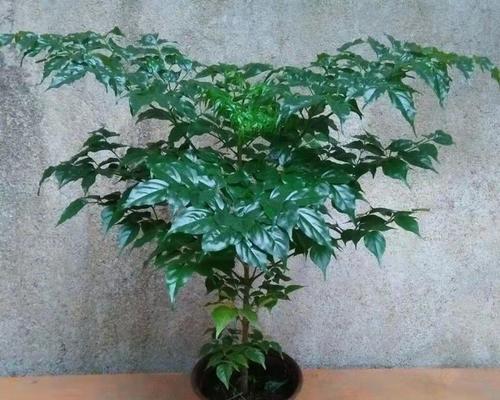 哪些阔叶植物适合室内种植？如何选择？