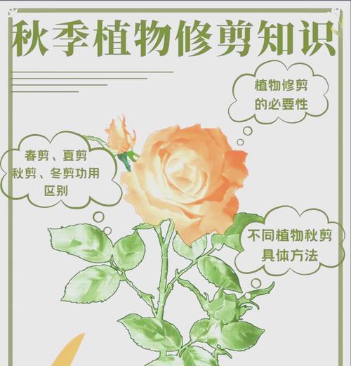 花叶络石修剪的最佳时机是什么时候？如何修剪才能促进分枝？