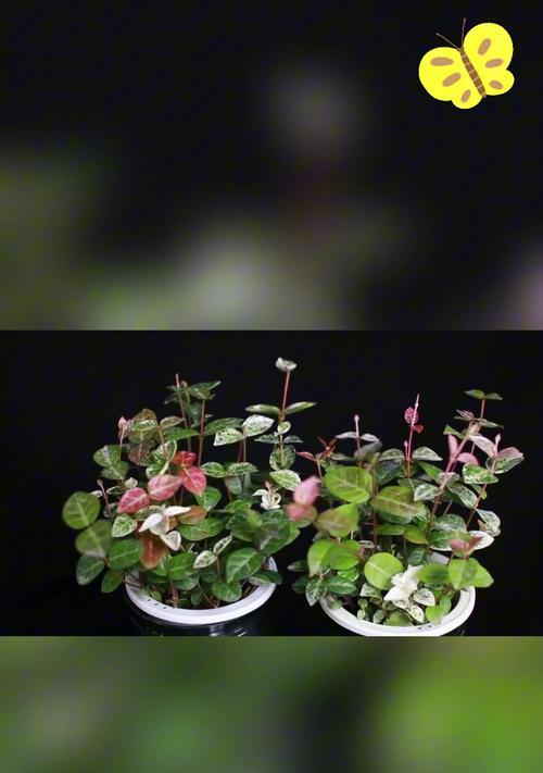 花叶络石修剪的最佳时机是什么时候？如何修剪才能促进分枝？