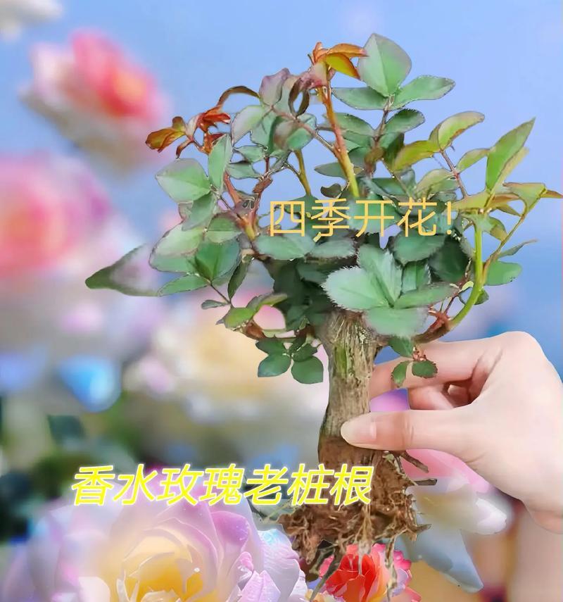 玫瑰花和百合哪个更易养护？如何选择适合自己的花卉？