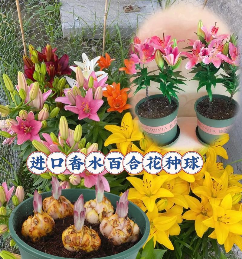 玫瑰花和百合哪个更易养护？如何选择适合自己的花卉？