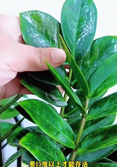 摇钱树的叠花技巧是什么？如何让其更美观？
