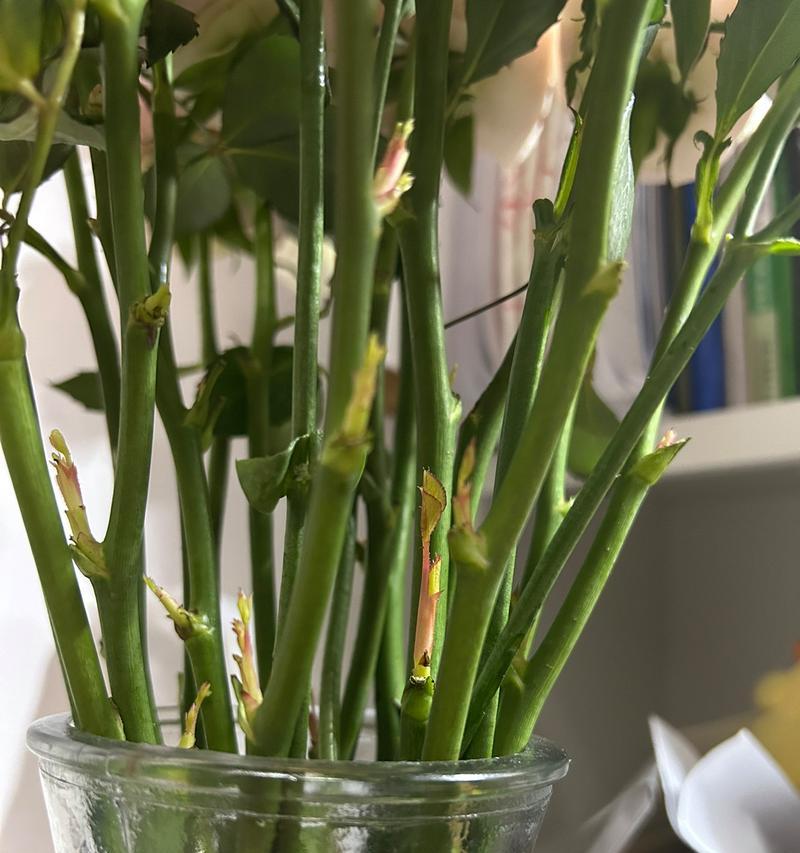 鲜切花玫瑰插瓶的养殖技巧是什么？玫瑰插瓶如何保持最佳状态？