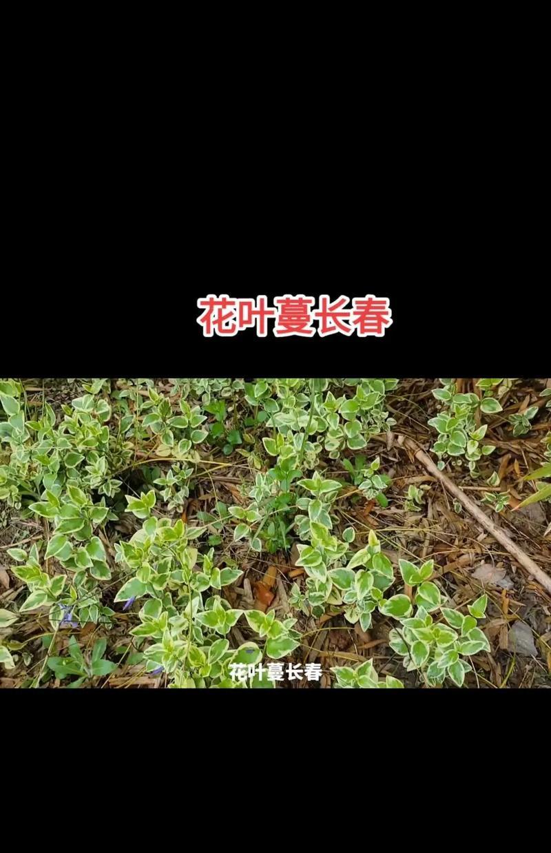 花叶蔓长春的养殖方法是什么？如何养好花叶蔓长春？
