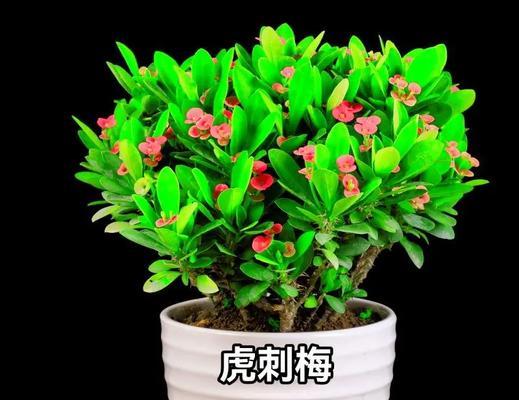 虎刺梅怎么繁殖？有哪些繁殖方法？