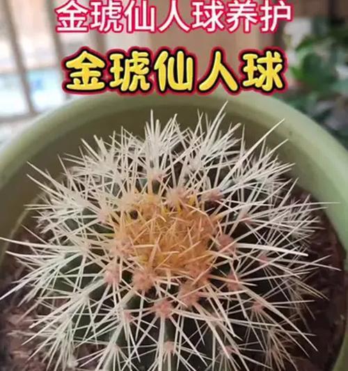 金琥仙人球有什么益处？养金琥仙人球的好处是什么？