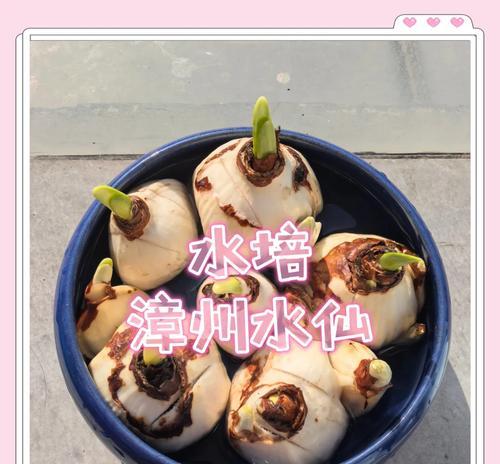 水仙花球茎切割的最佳方法是什么？