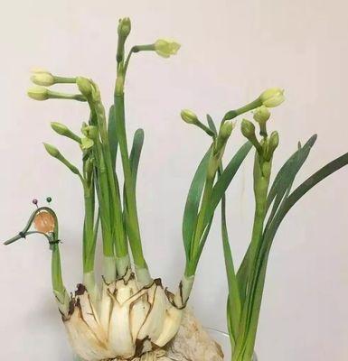 水仙花球茎切割的最佳方法是什么？