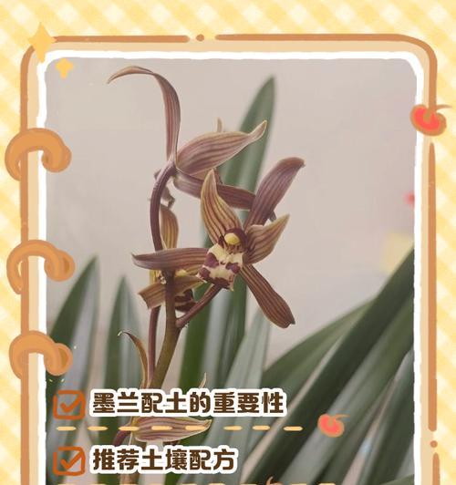 墨兰的养殖技巧有哪些？如何保持墨兰的健康生长？