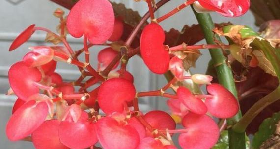 海棠不开花的原因是什么？如何促进其开花？
