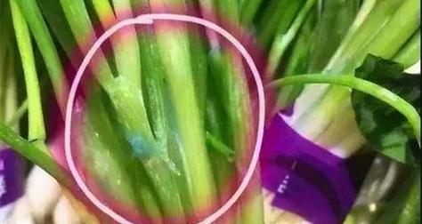 花叶粘液问题如何解决？应该使用哪种药物？