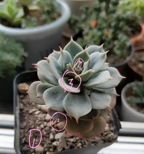 花叶粘液问题如何解决？应该使用哪种药物？