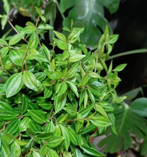 钻石翡翠植物的养殖方法是什么？养殖钻石翡翠植物有哪些注意事项？