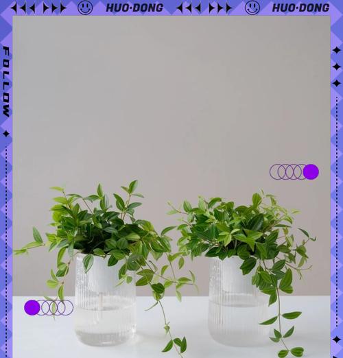 钻石翡翠植物的养殖方法是什么？养殖钻石翡翠植物有哪些注意事项？
