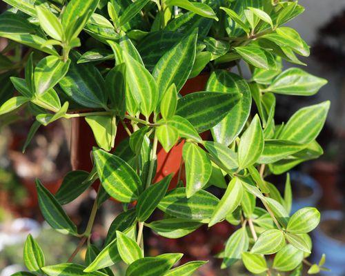 钻石翡翠植物的养殖方法是什么？养殖钻石翡翠植物有哪些注意事项？