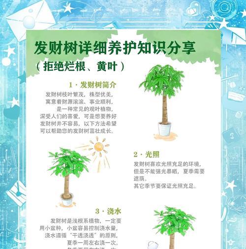 室内发财树的养护技巧有哪些？