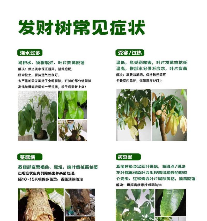 室内发财树的养护技巧有哪些？