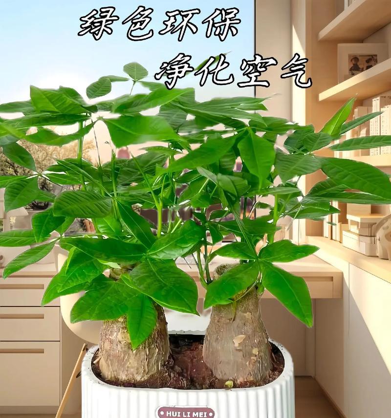 室内发财树的养护技巧有哪些？